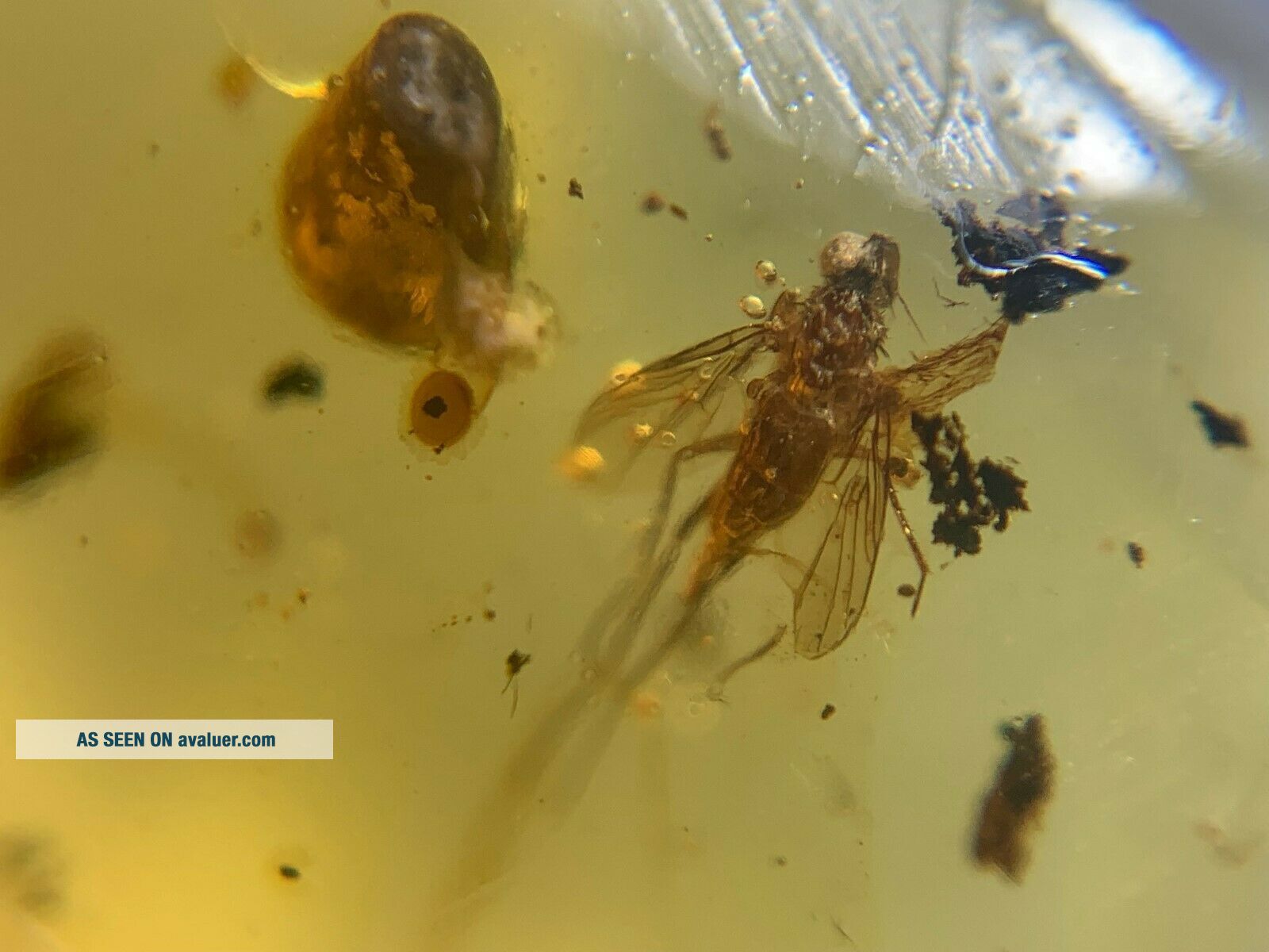 Uncommon Furry Fly Bug Burmite Myanmar Burmese Amber Insect Fossil ...