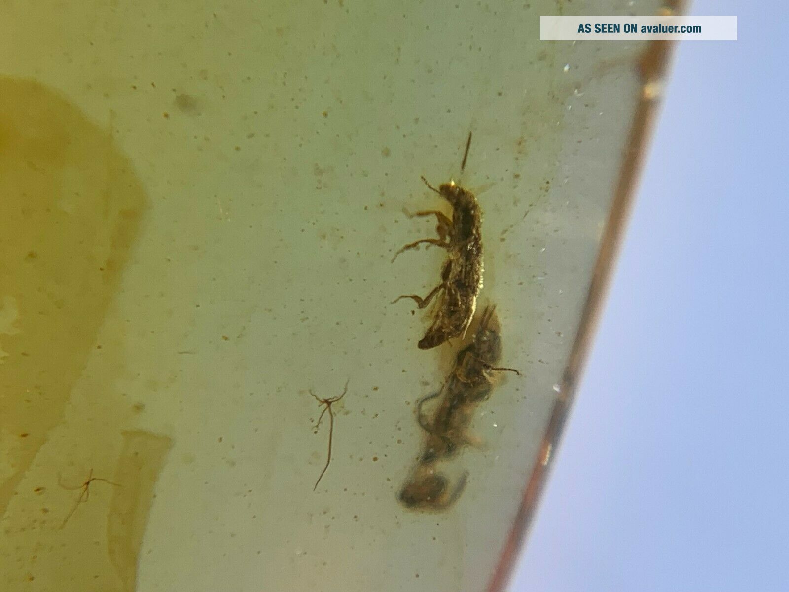Beetle&wasp&barklice Burmite Myanmar Burmese Amber Insect Fossil ...