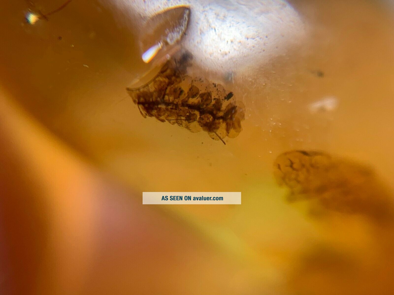 Bhumro Insect Unique Unknown Plant&fly Burmite Myanmar Burma Amber Insect Fossil ...